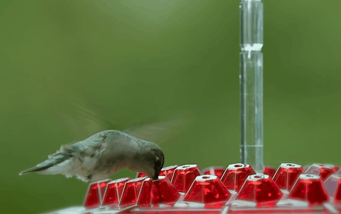 Ant-Proof Hummingbird Feeder with Hanging Perch - Durable Outdoor Design for Attracting Hummingbirds
