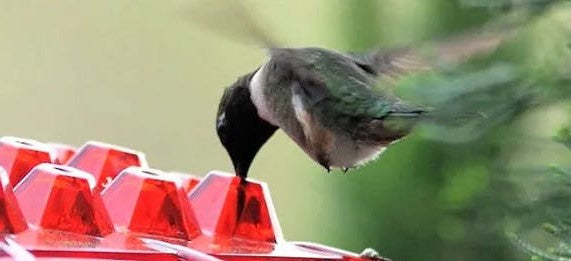 Ant-Proof Hummingbird Feeder with Hanging Perch - Durable Outdoor Design for Attracting Hummingbirds