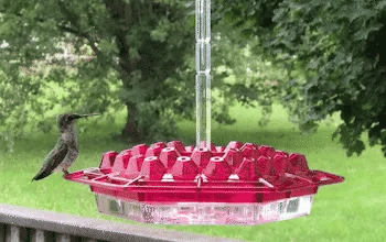 Ant-Proof Hummingbird Feeder with Hanging Perch - Durable Outdoor Bird Feeder for Gardens