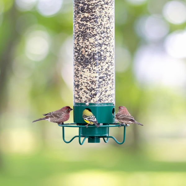 Premium Squirrel-Proof Bird Feeder - Durable, Weather-Resistant Design for Backyard Birdwatching