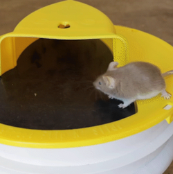 Premium Bucket Lid Mouse Trap - Effective, Reusable Rodent Control Solution for Home and Garden