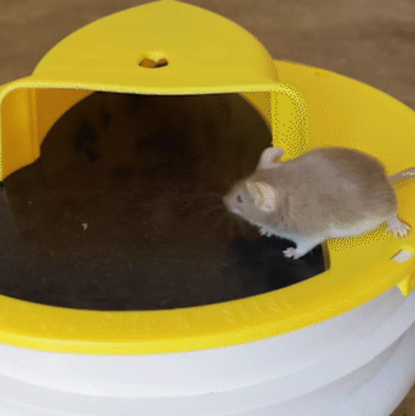 Premium Bucket Lid Mouse Trap - Effective, Reusable Rodent Control Solution for Home and Garden