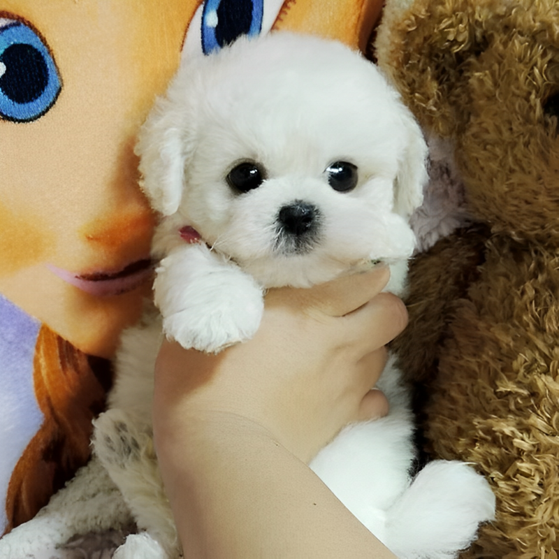 Realistic Plush Teddy Dog - Lucky - Soft, Cuddly Companion for Kids and Collectors