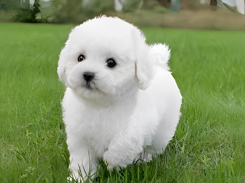 Realistic Plush Teddy Dog - Lucky - Soft, Cuddly Companion for Kids and Collectors