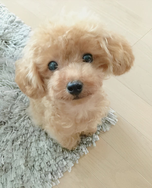 Realistic Plush Teddy Dog - Lucky - Soft, Cuddly Companion for Kids and Collectors