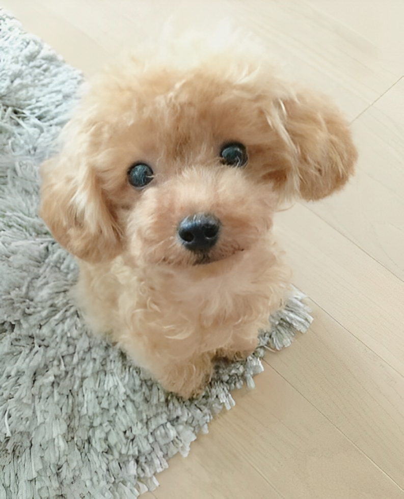 Realistic Plush Teddy Dog - Lucky - Soft, Cuddly Companion for Kids and Collectors