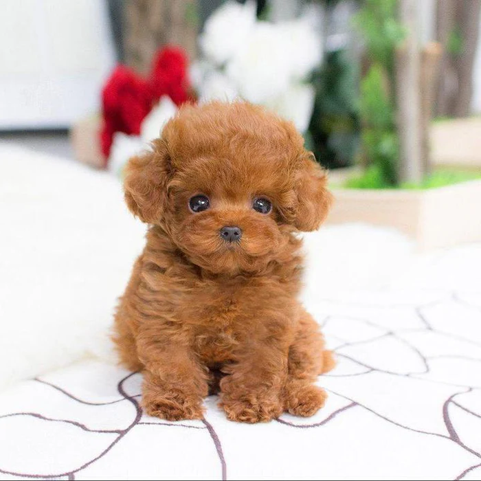 Realistic Plush Teddy Dog - Lucky - Soft, Cuddly Companion for Kids and Collectors